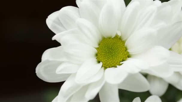Hermosa Flor Crisantemo Blanco Movimiento Derecha — Vídeos de Stock