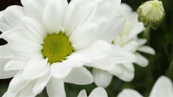 Beautiful White Chrysanthemum Flower Movement Left — Stock Video