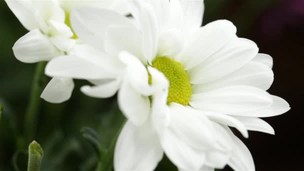 Bellissimo Fiore Crisantemo Bianco Movimento Molto Vicino — Video Stock