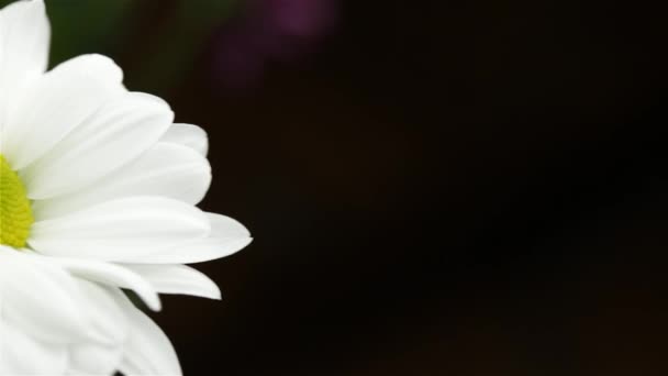 Красивый Белый Цветок Хризантемы Движение Влево Близко — стоковое видео