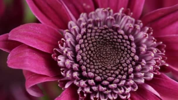 Flor Crisantemo Rojo Macro Vista Con Desenfoque Final Para Transición — Vídeos de Stock