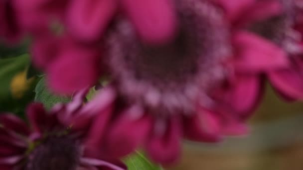Crisantemo Rosso Fiore Molto Vicino Movimento Sfondo Sfocato — Video Stock