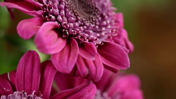 Verschillende Rode Chrysant Bloemen Macro View Met Vervaging Aan Het — Stockvideo