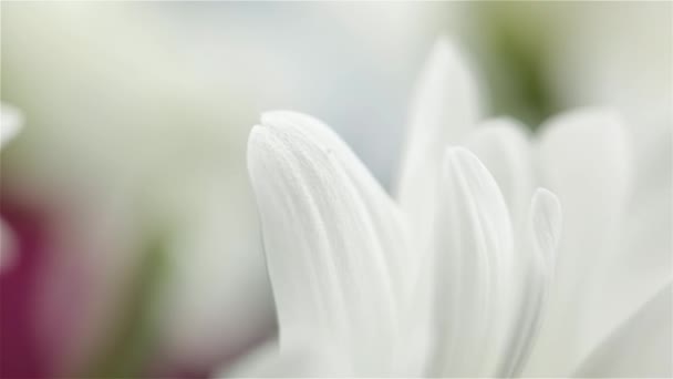 Witte Chrysanten Bloemblaadjes Zeer Dicht Beweging — Stockvideo