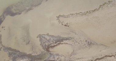 Sonbaharda deniz yosunları ve deniz analarıyla dolu pis bir deniz kıyısı.