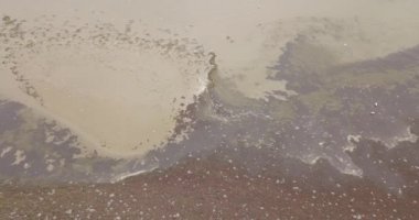 Deniz yosunu ve denizanasıyla kirli deniz kıyısı