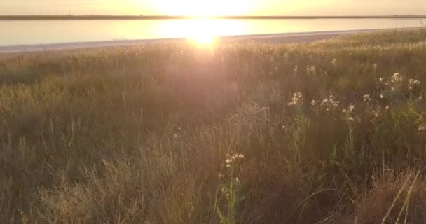Güzel Gün Batımı Çayır Çimenleri — Stok video