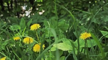 Sarı çiçekli güzel çayır.