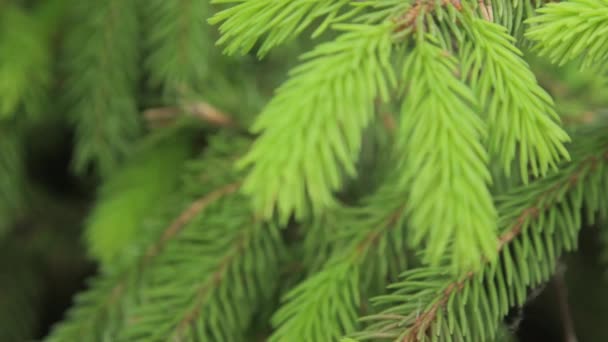 Krásný Zelený Strom Krásný Zelený Strom — Stock video