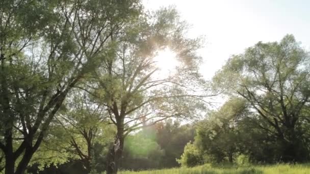 Hermosa Naturaleza Con Hierba Verde Verano Día Soleado Bokeh — Vídeos de Stock