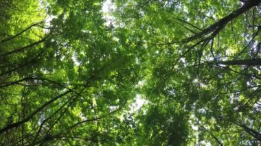 Baharda yeşil ormanda yürü, uzun ağaçlar.