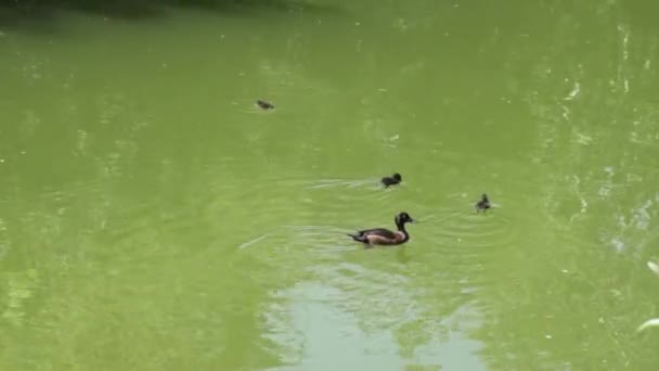 Patos Nadam Lago Tempo Ensolarado Verão — Vídeo de Stock