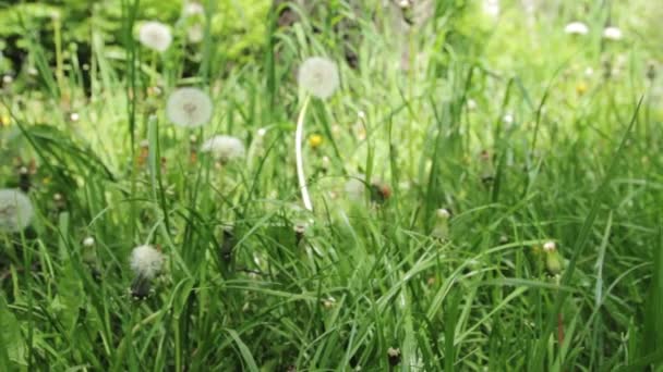 Gras Und Löwenzahn Sommer Gras Und Löwenzahn Sommer — Stockvideo