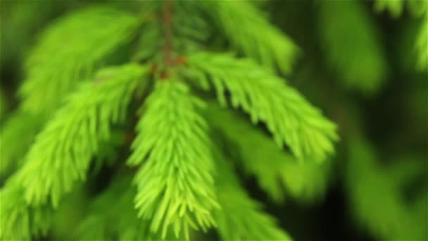 Green Pine Branch Green Pine Branch — Stock Video