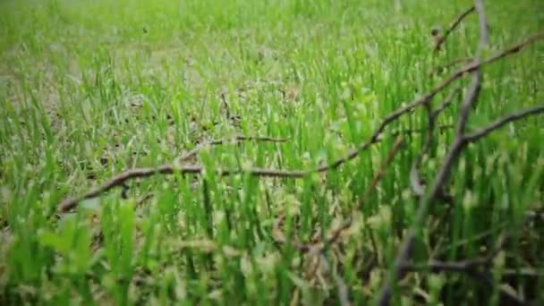 Ruch Zielonej Trawie — Wideo stockowe