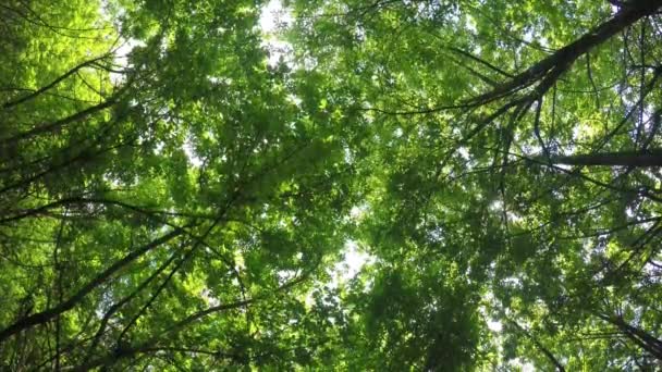 Прогулка Зеленым Лесам Весной Высокие Деревья — стоковое видео