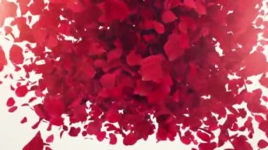 Explosion of rose petals on a white background, rose petals fly, white background