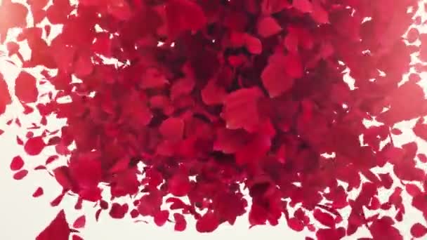 Explosion Rose Petals White Background Word Love Rose Petals Flying — Vídeo de stock