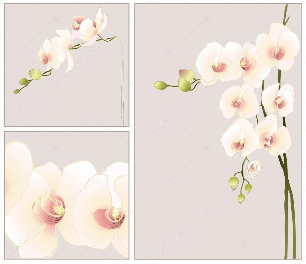 Set of greeting cards with orchid.