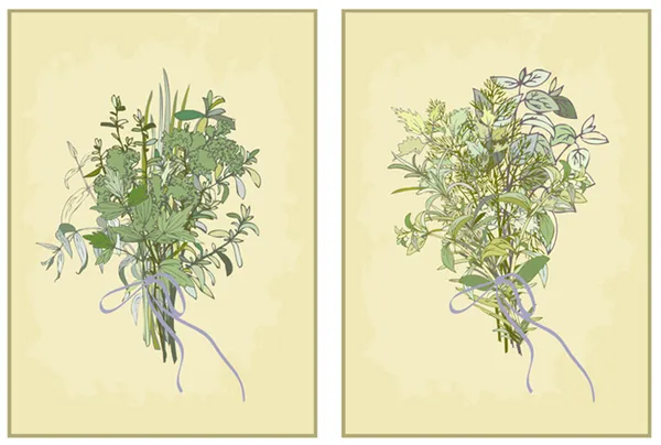 Kořeněné byliny. kolekce čerstvé bylinky. ilustrace kořeněné byliny — Stockový vektor