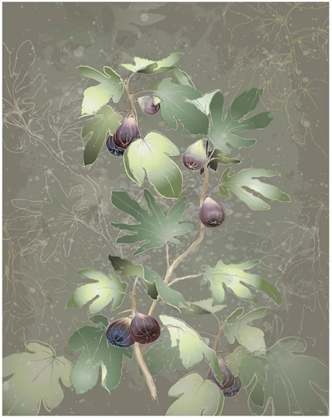 Image détaillée d'un bouquet de figues sur un arbre. Figues dans un figuier . — Image vectorielle