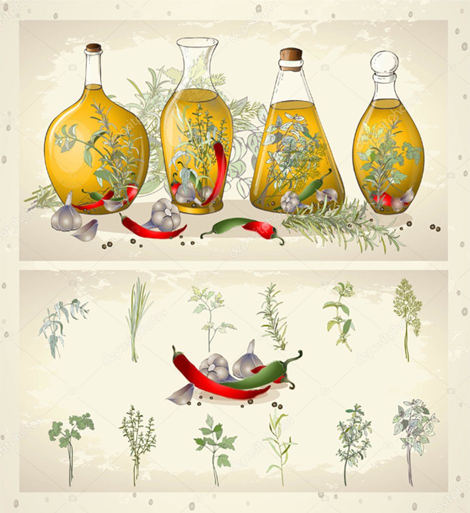 Illustration of spices, spicy herbs, olive oil.