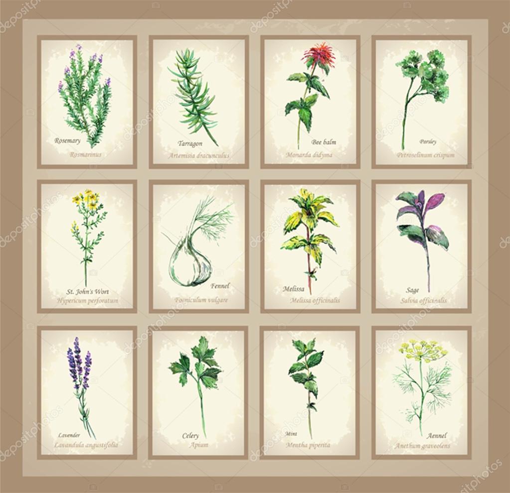 Illustration Spicy and curative herbs. Collection of fresh herbs