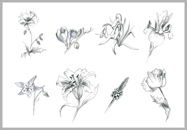 Fleurs d'illustration. Illustration jardin et fleurs sauvages . — Image vectorielle