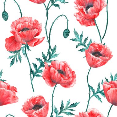 Çiçeksiz arka plan. Beyaz üzerinde gelincik çiçekleri olan güzel suluboya desenler. Botanik el çizimi çizimi. Baskı, kumaş, tekstil, duvar kağıdı dokusu.