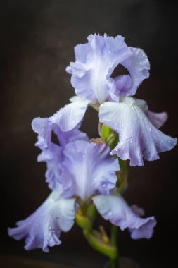 Koyu arkaplanda leylak süsen çiçekleri