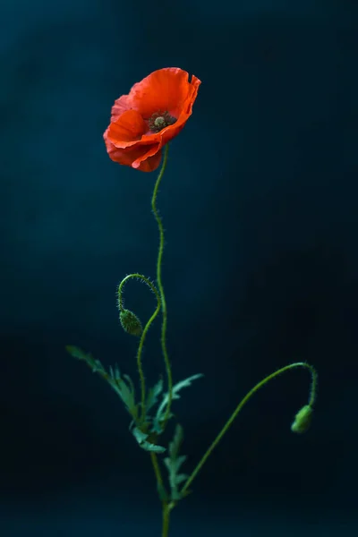 Amapola Roja Sobre Fondo Verde — Foto de Stock