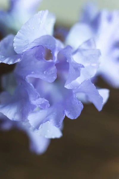 Šeříkové Duhovky Tmavém Pozadí — Stock fotografie