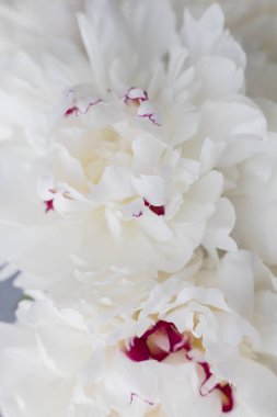 bir Vazoda beyaz peonies