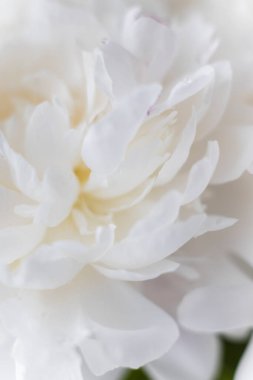 bir Vazoda beyaz peonies