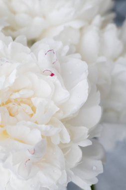 bir Vazoda beyaz peonies