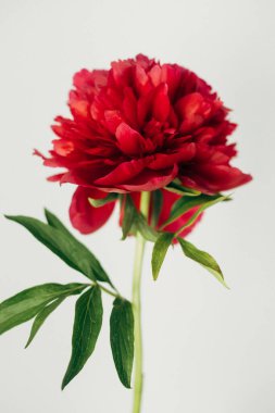 Beyaz arka planda vazoda kırmızı şakayıklar