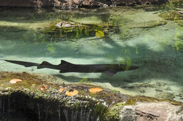 Tubarão em Atlantis, Paradise Island, Nassau, Bahamas — Fotografia de Stock