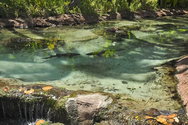 Köpekbalıkları atlantis, Cennet Adası, nassau, Bahama Adaları