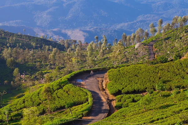 Tea plantations — Stock Photo, Image