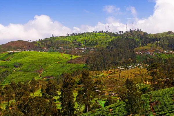 Tea plantations — Stock Photo, Image