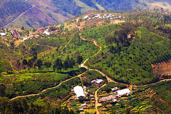 Tea plantations — Stock Photo, Image