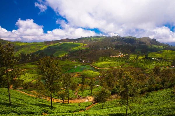 Tea plantations — Stock Photo, Image