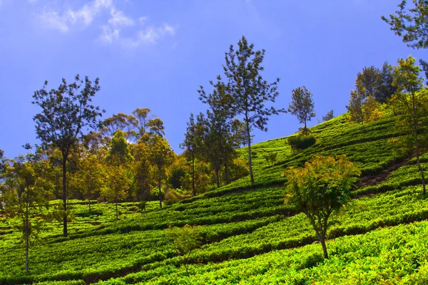 Teeplantagen — Stockfoto