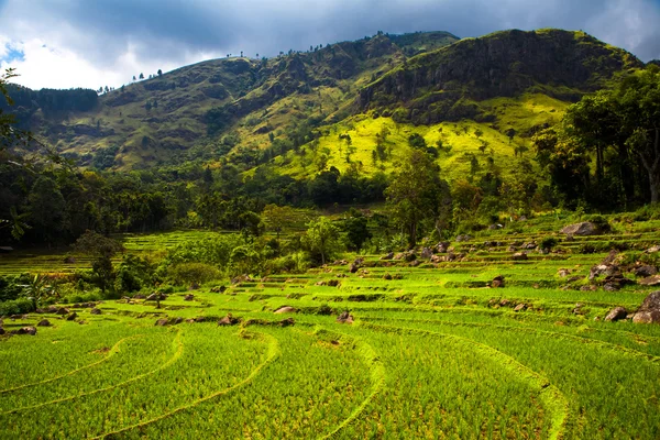 Rice growing — Stock Photo, Image