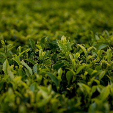 çay çalıların üzerinde çay plantasyon