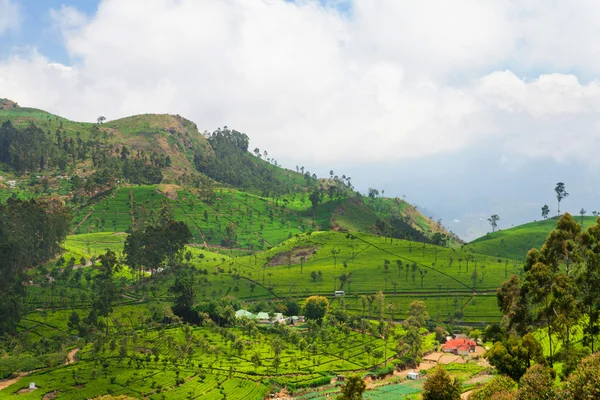 Paesaggio di piantagioni di tè a Haputale, Sri Lanka — Foto Stock