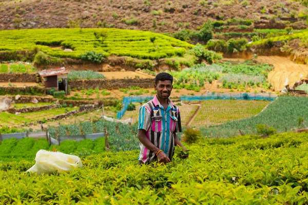 Man collects tea — Stock Photo, Image