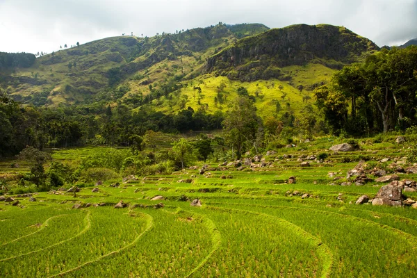 Rice growing — Stock Photo, Image