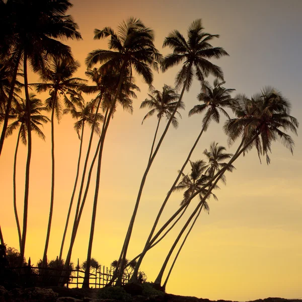 Palme e mare — Foto Stock