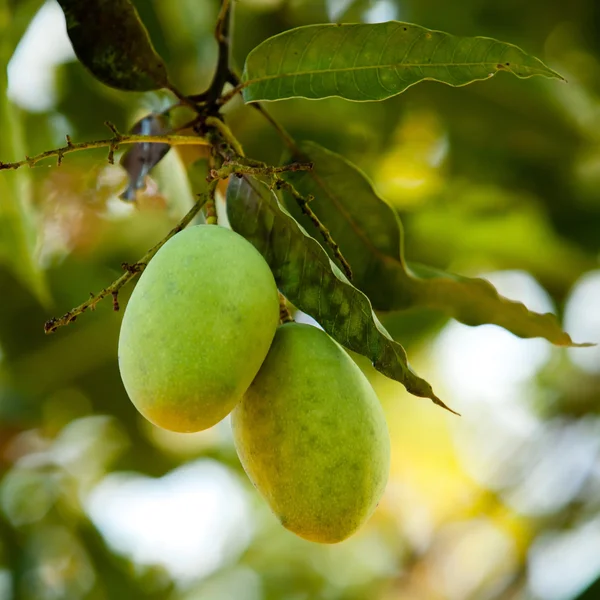 Mango na stromě — Stock fotografie